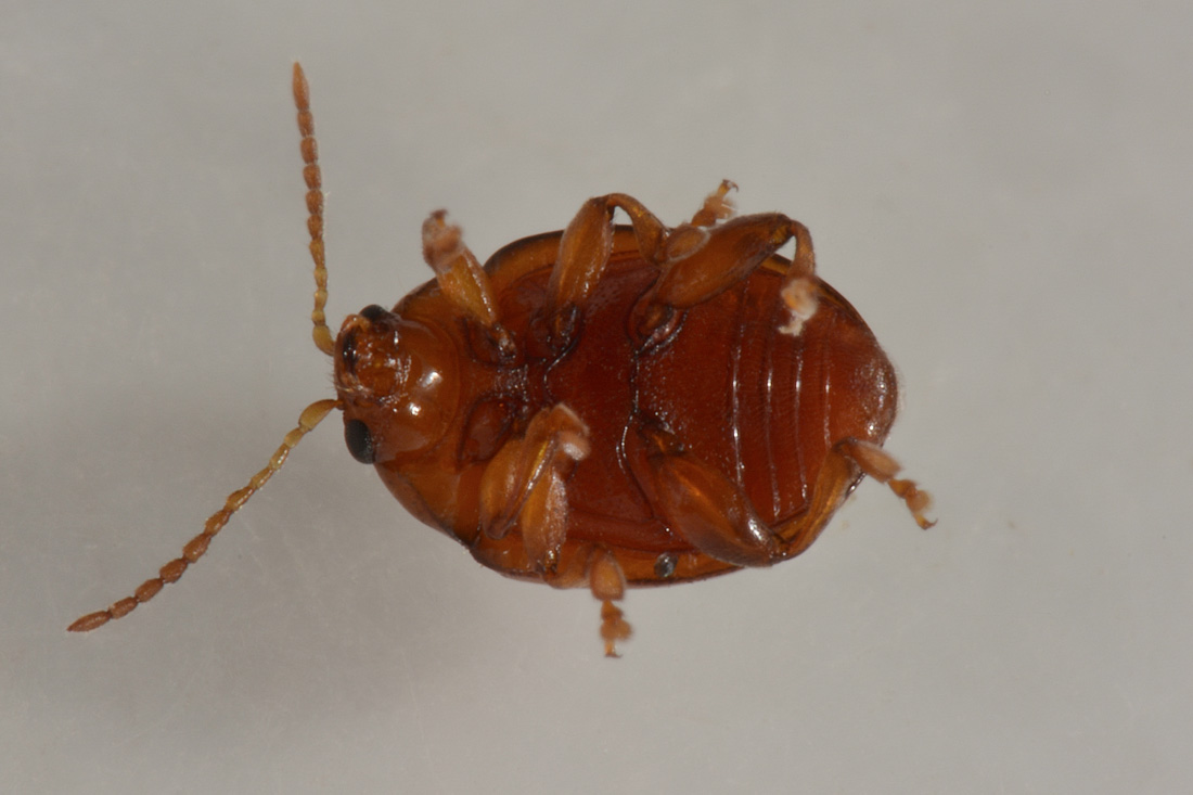 Chrysomelidae con le elitre forate:  Sphaeroderma cfr. rubidum